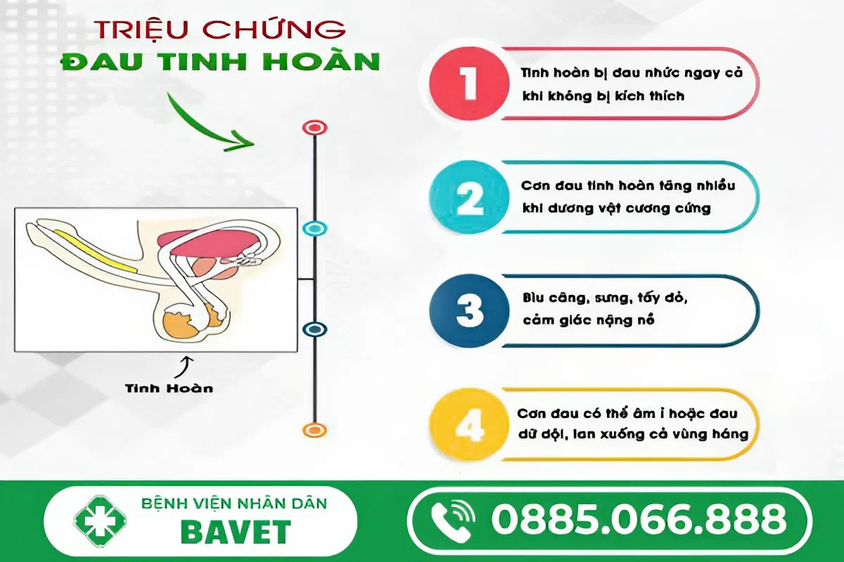 ĐAU MỘT BÊN TINH HOÀN LÀ BỊ GÌ?