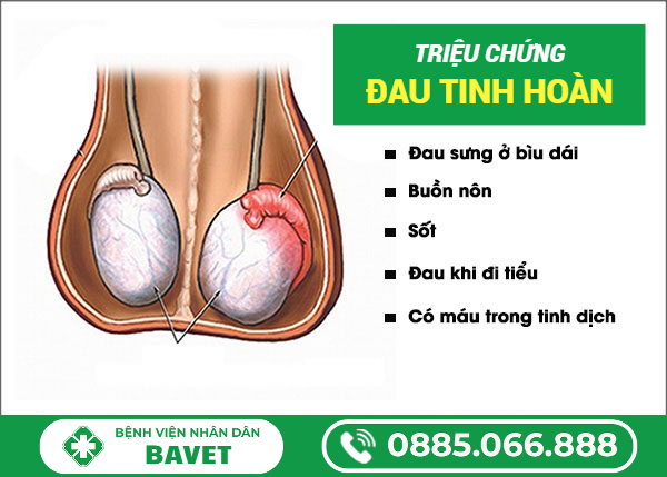ĐAU TINH HOÀN LÀ GÌ? NGUYÊN NHÂN, DẤU HIỆU VÀ MỨC ĐỘ NGUY HIỂM
