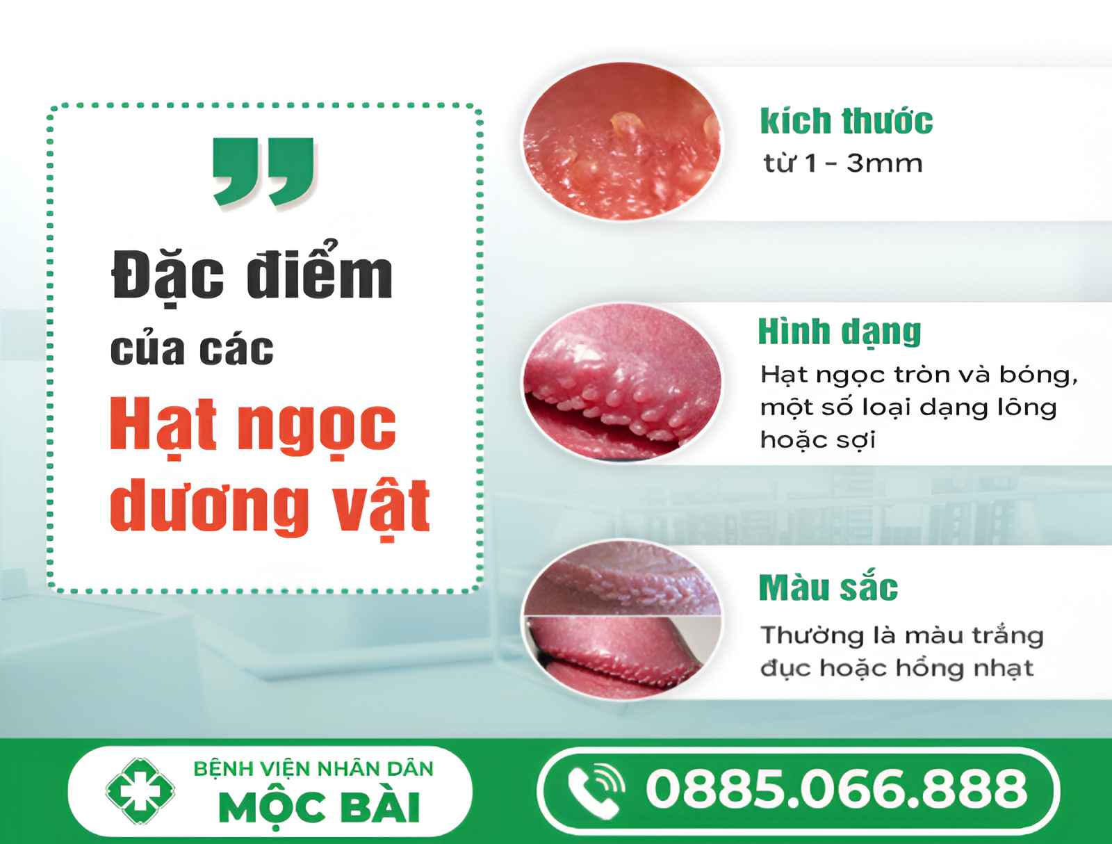 CHUỖI HẠT NGỌC DƯƠNG VẬT LÀ GÌ?