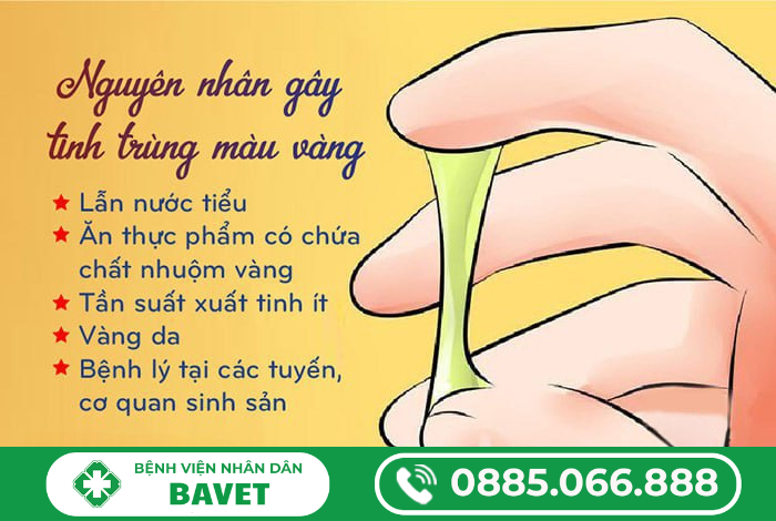 NGUYÊN NHÂN TINH TRÙNG MÀU VÀNG
